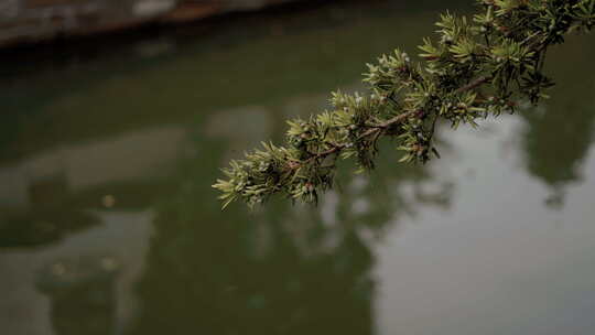 水边松树枝条特写