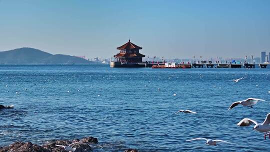 青岛海鸥