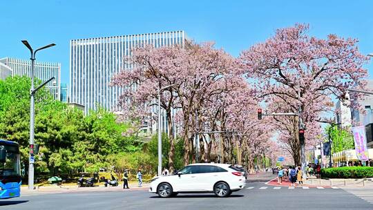 北京亦庄的梧桐大道花海街道