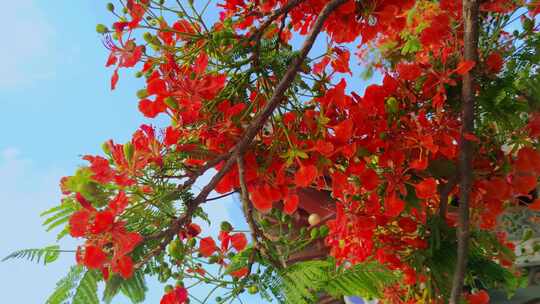 盛开的凤凰花4k