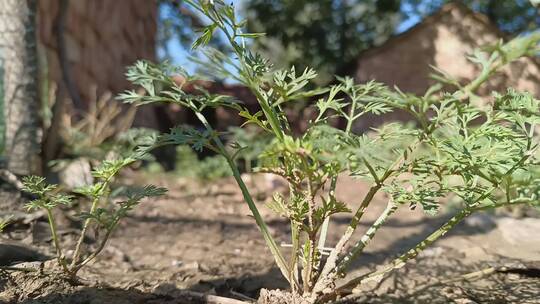 绿植植物