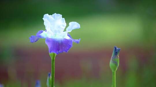 花园里的花花