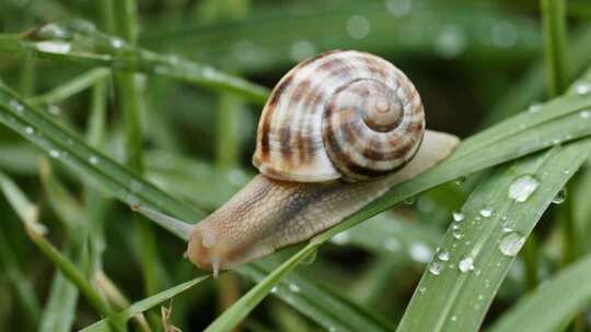 森林树林阳光航拍ai素材原创