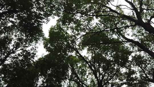 风吹树枝树叶植物实拍