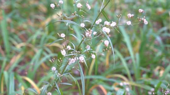 钻野紫菀 野菜 草本植物 菊科 顽固杂草