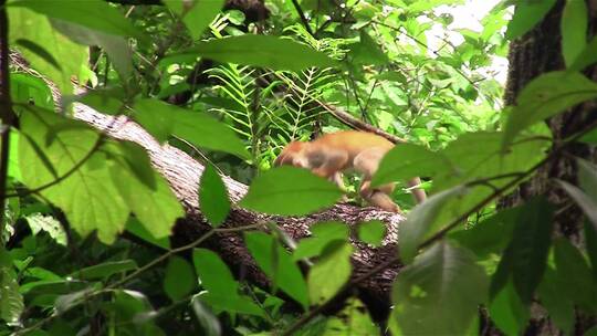 蜘蛛猴在树上玩耍