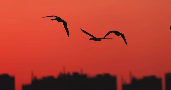 雁群飞翔在落日余晖中慢镜头
