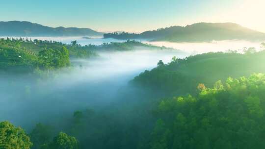 航拍云雾中的茶山