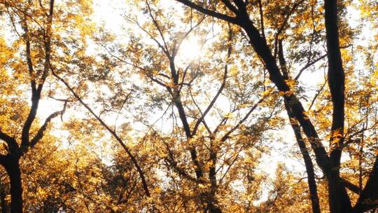 4K拍摄唯美金色秋时节树林