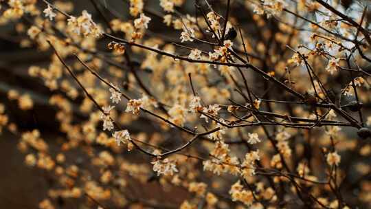 中式屋檐梅花腊梅雨中腊梅