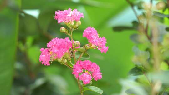 唯美鲜花植物生长