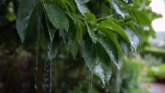 雨中带水珠的绿叶特写