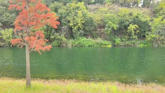 秋天湿地公园水杉