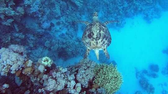 海龟潜水