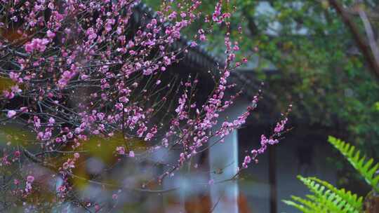 杭州西湖郭庄雨天梅花风景