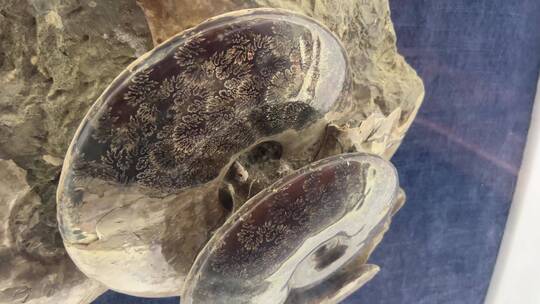 海洋生物鹦鹉螺化石