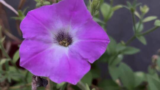 淡紫色矮牵牛花朵植物特写