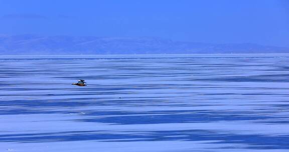 长焦冬季青海湖斑头雁冰冻冰封二郎剑海南州视频素材模板下载