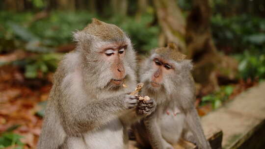 猴子看着另一只猴子在猴子森林里吃花生