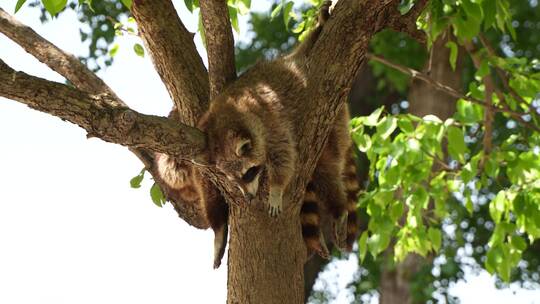 小浣熊小熊猫在树上挂着睡觉休息