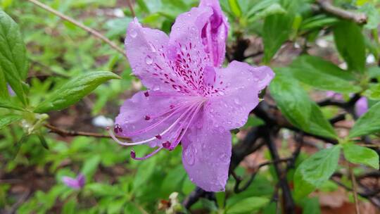 雨后的杜鹃花特写