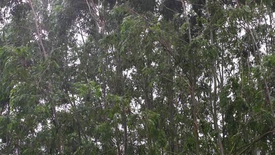 台风森林狂风暴雨风吹树林风吹雨打树木下雨