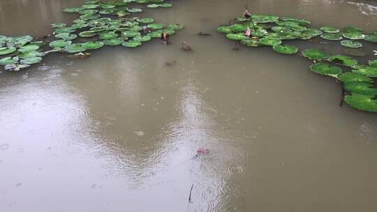 雨中的睡莲