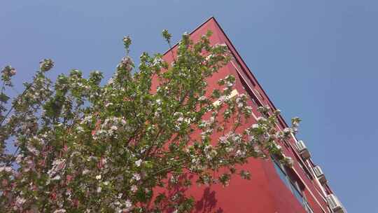 红色墙壁前海棠花盛开
