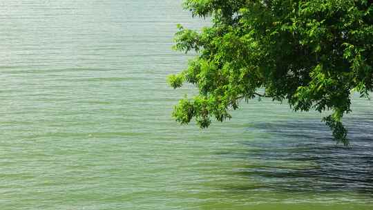 微风轻抚湖面水波荡漾 绿色植物唯美空镜