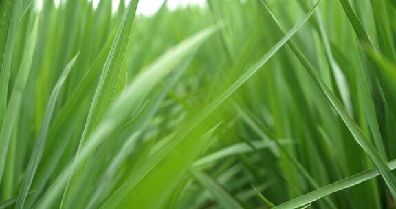 禾苗水稻实拍素材