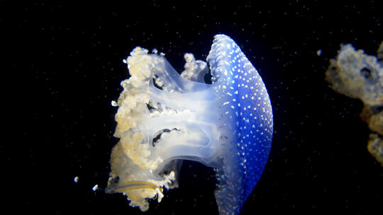 海蜇 海  水母 海底 生物