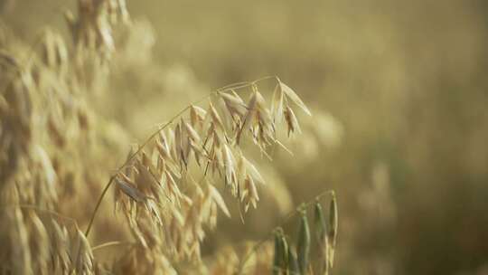 麦田里生长成熟了的小麦