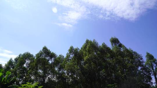 树林天空树大自然蓝天白云森林风吹树林摇摆