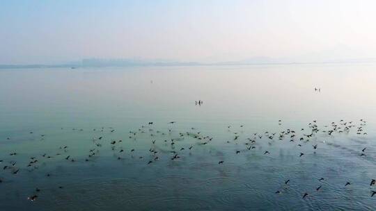 深圳湾自然鸟类视频视频素材模板下载