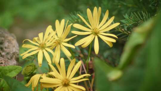 雏菊，黄花，花瓣，花