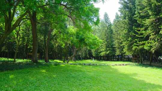 树林 松柏 松树 柏树 草地 山坡