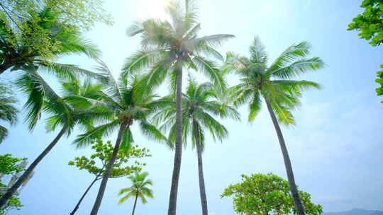 椰树沙滩 海边椰子树