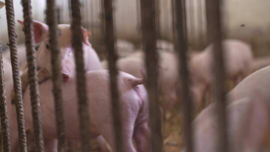 养殖场围栏里的猪视频素材模板下载