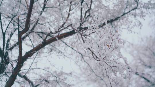 覆盖着雪的树枝