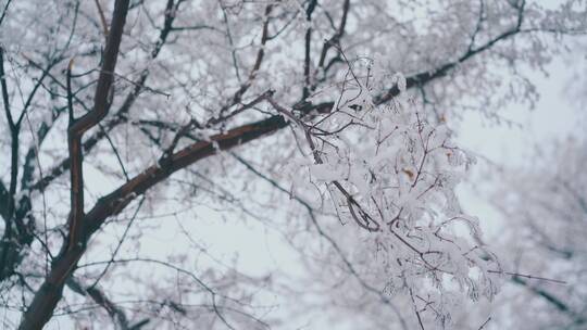 覆盖着雪的树枝视频素材模板下载