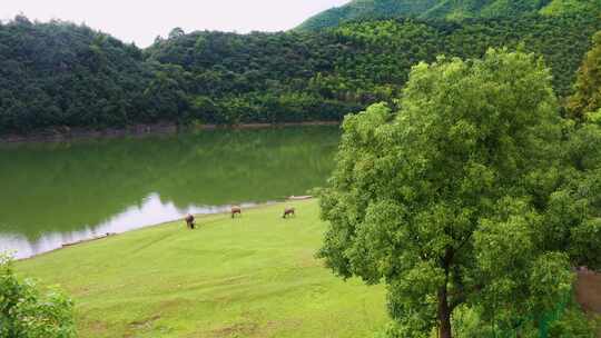 绿水青山水牛戏水白鹭栖息田园风光