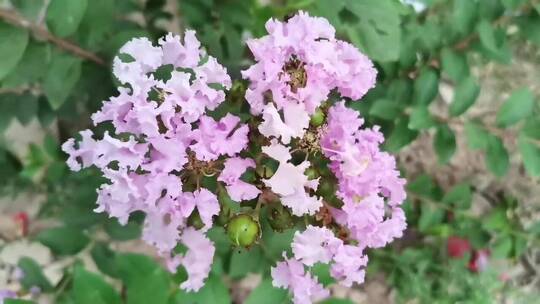 紫薇花花朵