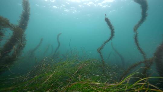 海底海草鱼类海洋生物