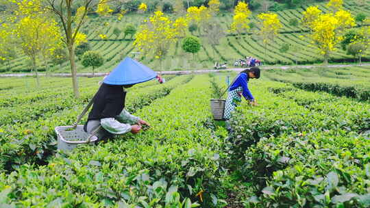 广东清远英德乡村茶园茶叶茶农采茶特写4K