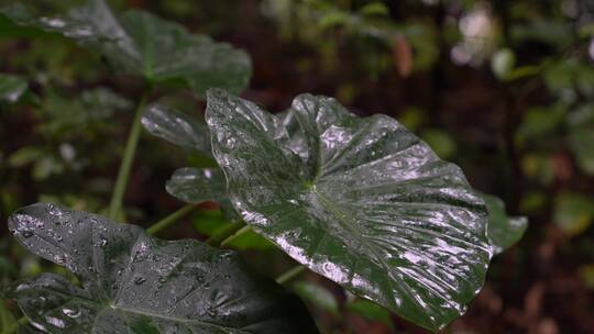 4K唯美雨景-森林景观雨滴落在植物叶片空镜