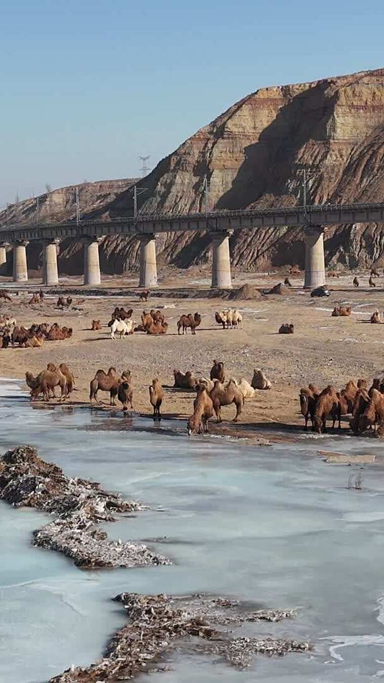 航拍冬天响沙湾的沙漠骆驼