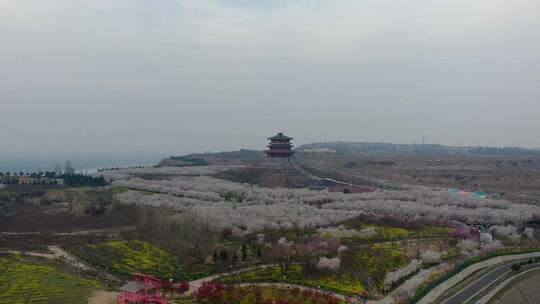 孤柏渡飞黄旅游区樱花园鲜花盛开