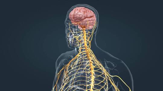 周围神经系统医学3D人体三维动画