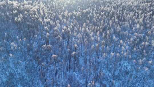 鸟瞰林海雪原阳光雪林