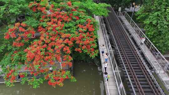 中国广东省广州市荔湾区花地河凤凰花